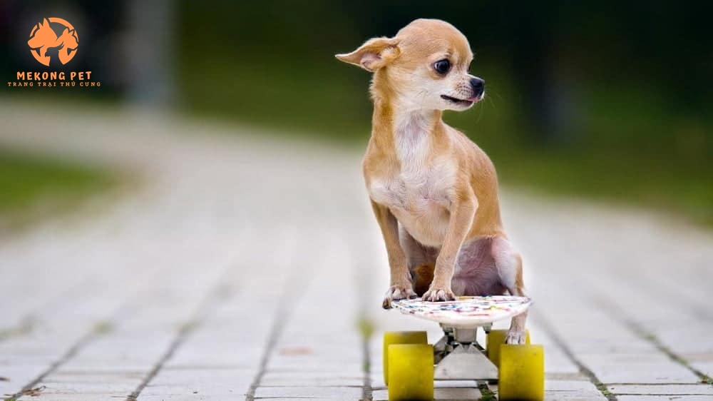 Chó chihuhua nổi bật với trí thông minh siêu hạn cùng phong cách sống tình cảm